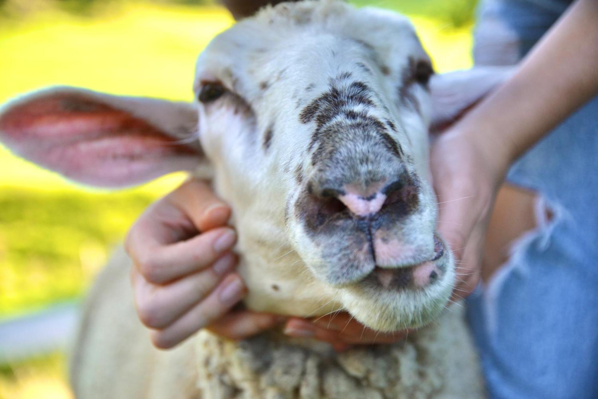 Ferienstadl - Hammerau Gostling an der Ybbs Bagian luar foto